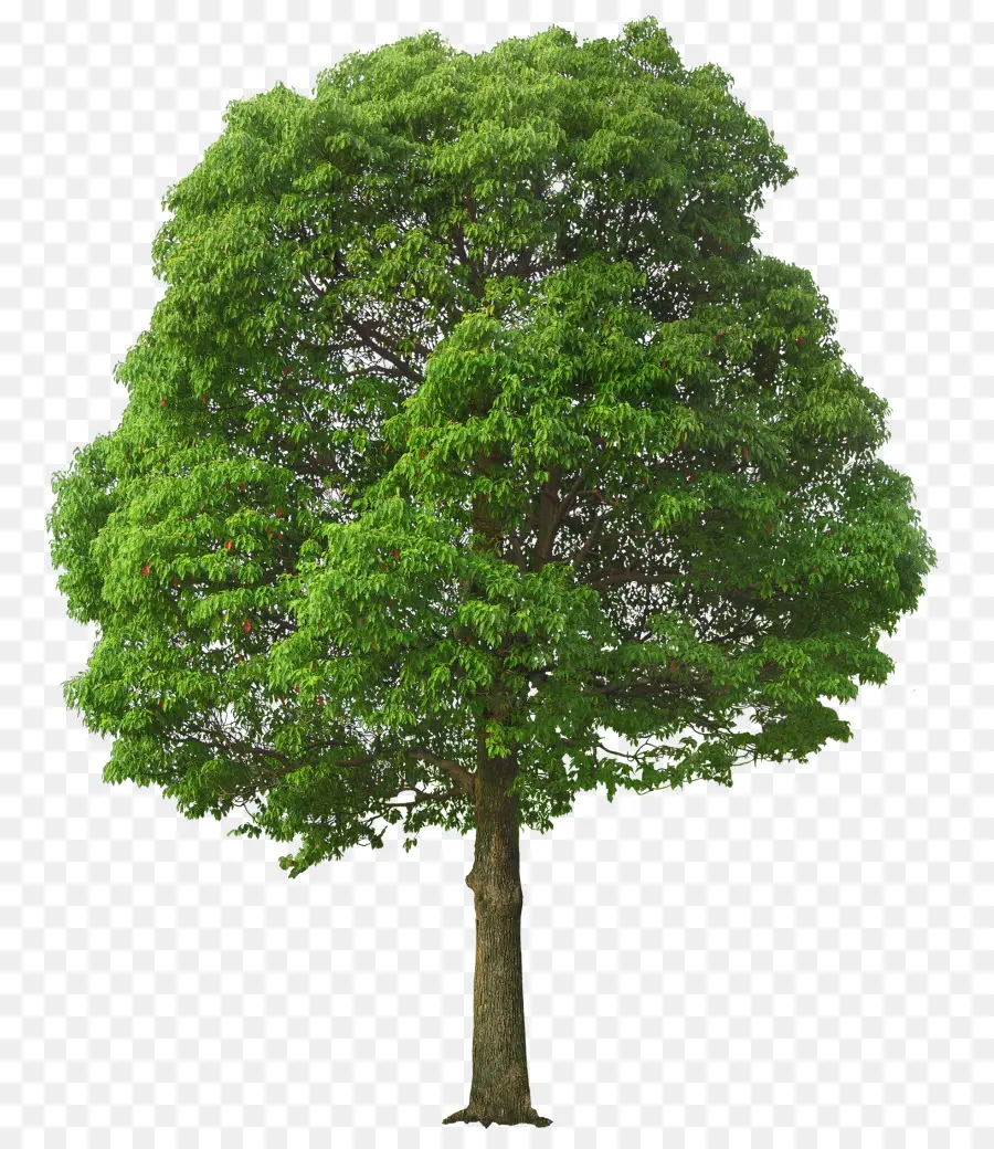 شجرة，بكسل PNG