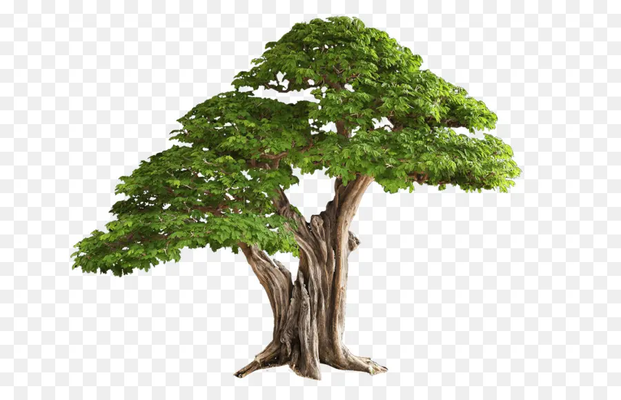 شجرة，تحميل PNG