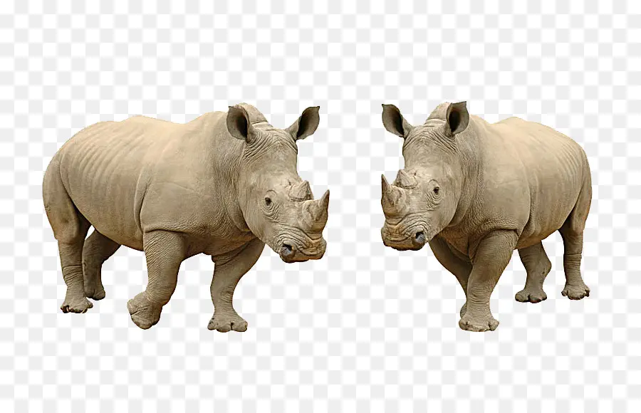 وحيد القرن，فرس النهر PNG