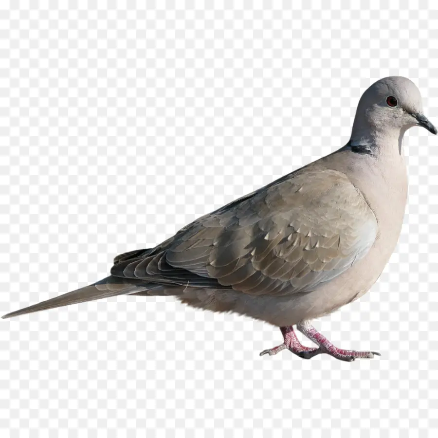 Rock Dove，Columbidae PNG