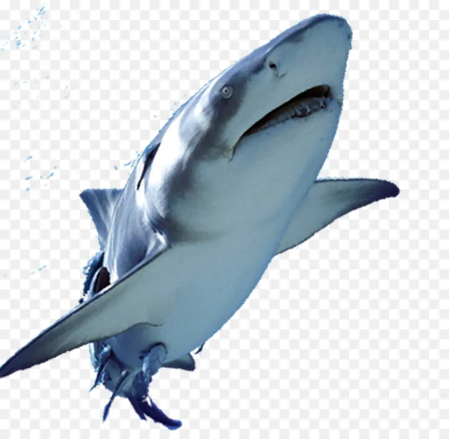 القرش الأبيض الكبير，الأسماك PNG