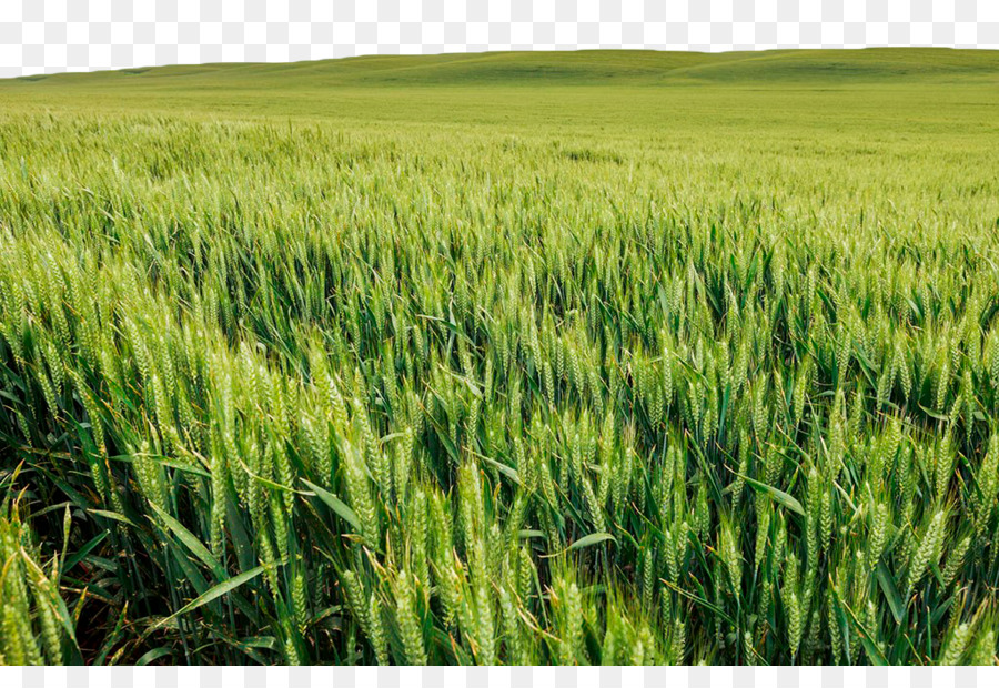 Wheatfield مع الغربان, حقل القمح, الأخضر حقل القمح مع السرو صورة بابوا نيو  غينيا