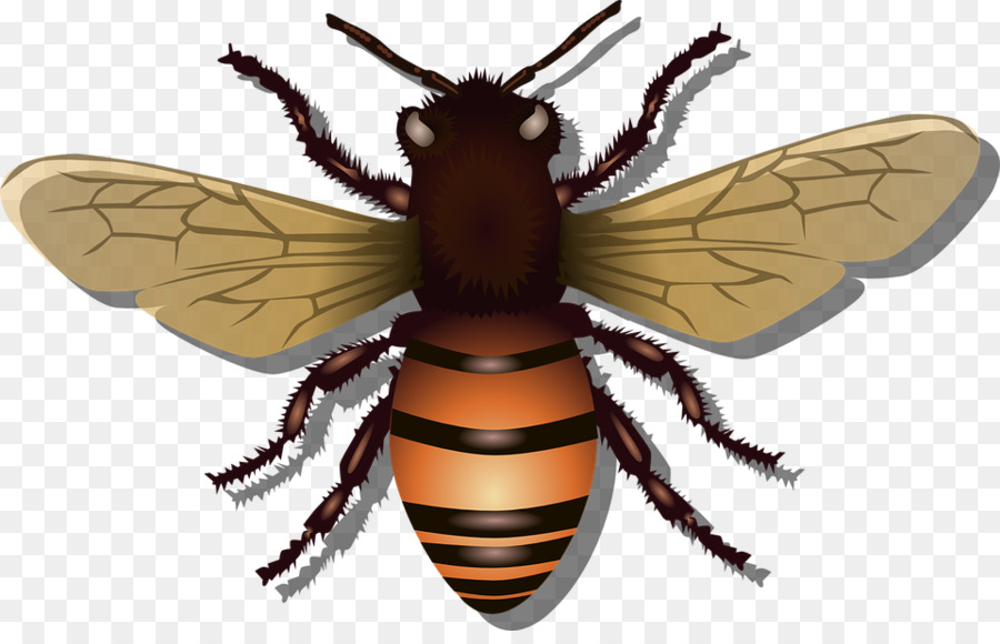 الغربية عسل النحل，النحل PNG