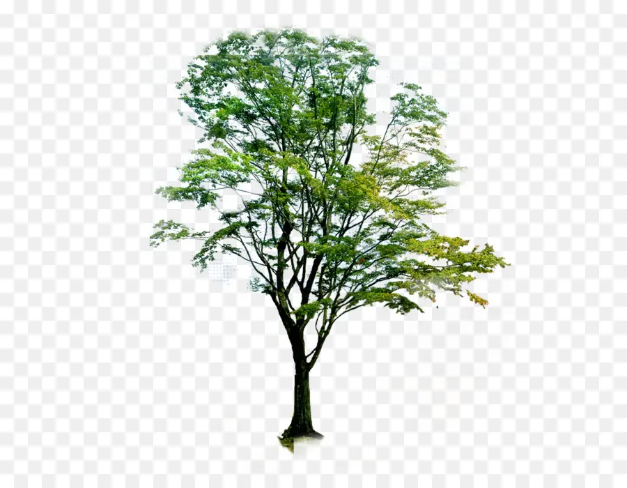 شجرة النيم，المناظر الطبيعية PNG