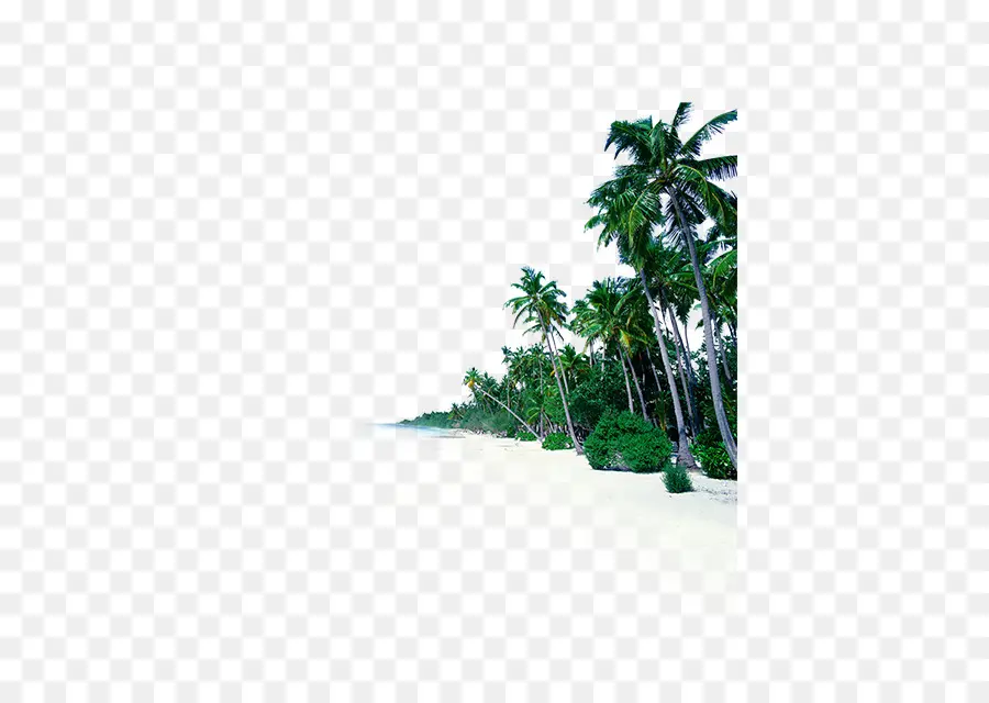 البحر，الشاطئ PNG