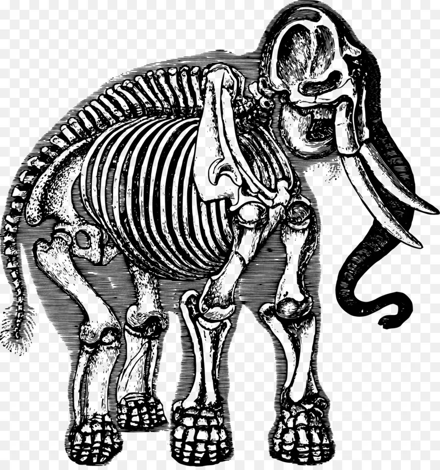 الفيل，الهيكل العظمي PNG