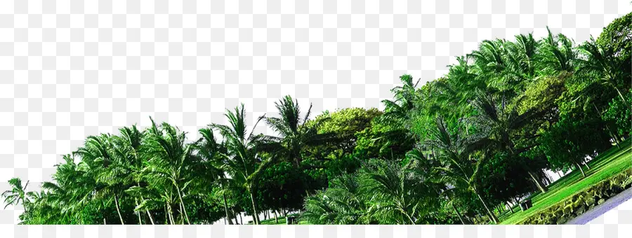 شجرة，غابة PNG