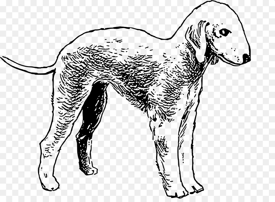 بدلينغتون الكلب，بول الكلب PNG