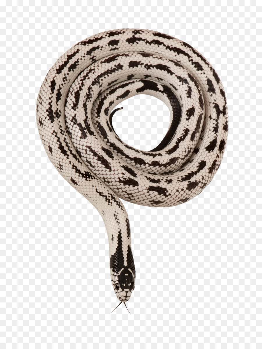 كاليفورنيا，كاليفورنيا Kingsnake PNG