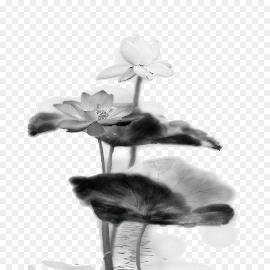 Nelumbo Nucifera，اسود و ابيض PNG