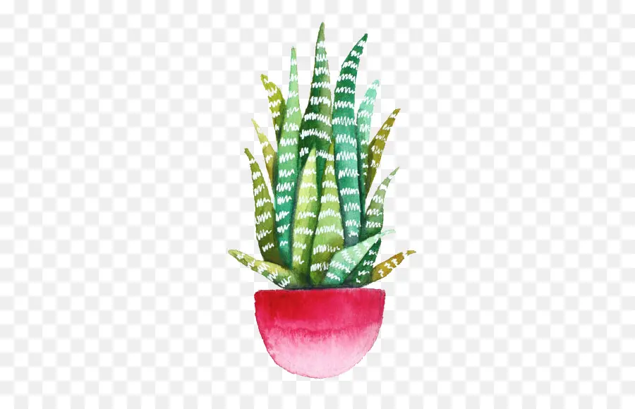 Echeveria Agavoides，الرسم PNG