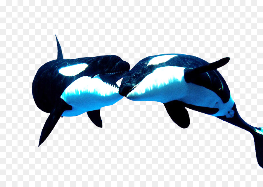 النمر，الحوت القاتل PNG