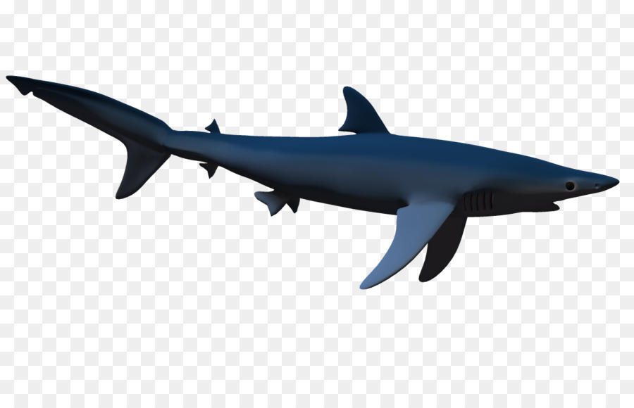 القرش，القرش والدلفين PNG