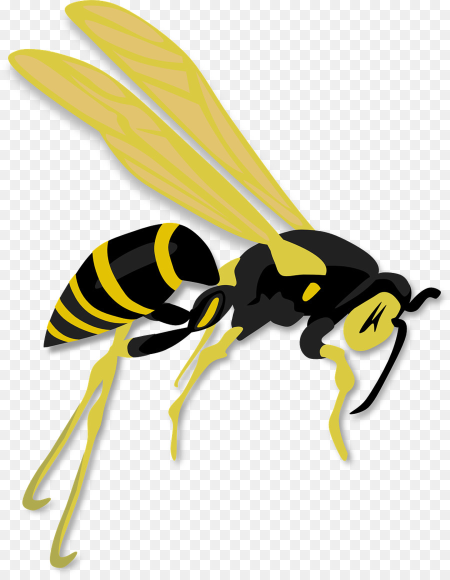 النحل دبور حول عسل