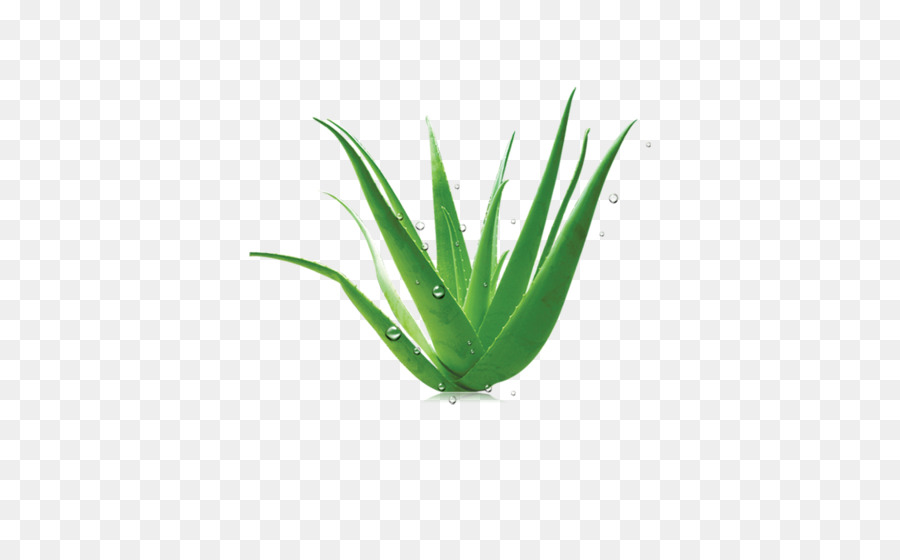 الأعشاب，الأخضر PNG