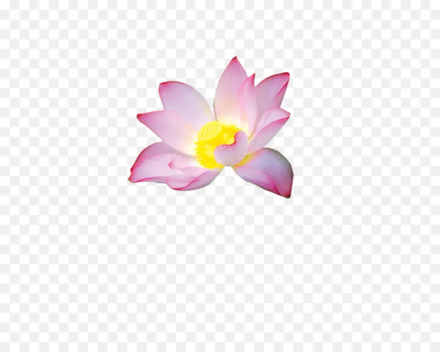 بتلة，Nelumbo Nucifera PNG