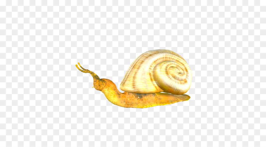 الحلزون，Orthogastropoda PNG