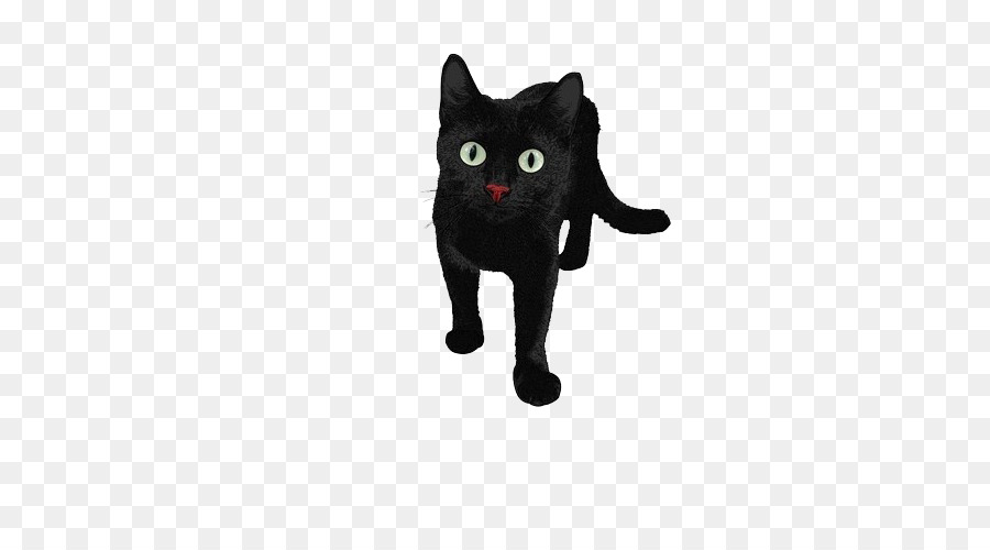 القط الفارسي，القط الأسود PNG