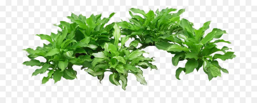 الأخضر，نبات عشبي PNG