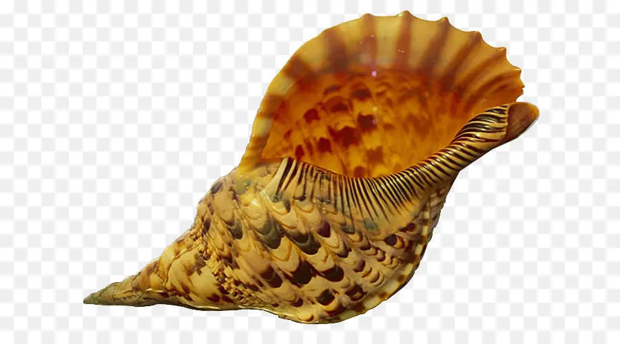 صدف，البحر PNG