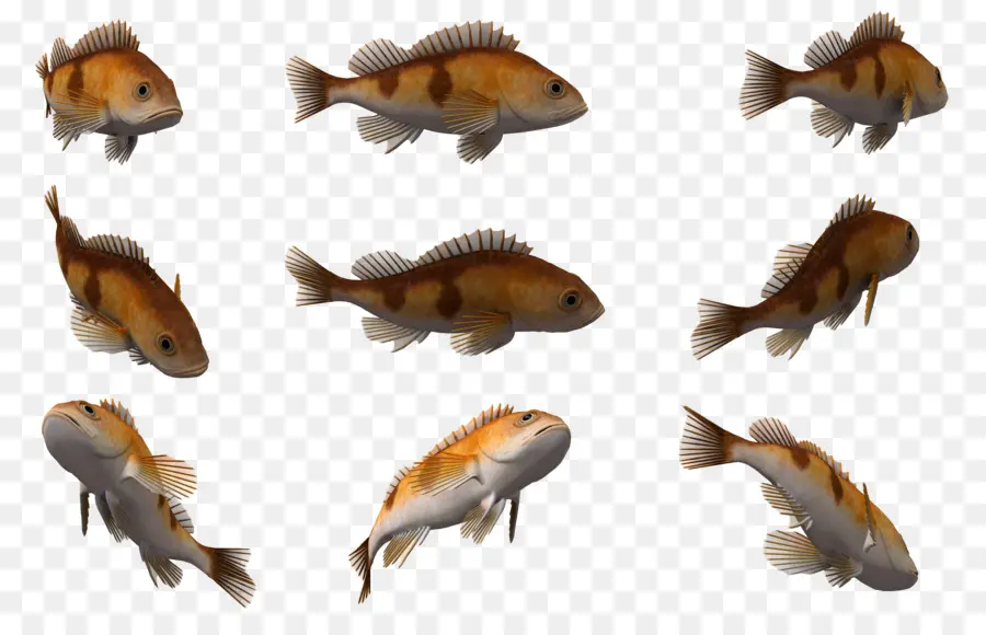 الأسماك，الحبار PNG