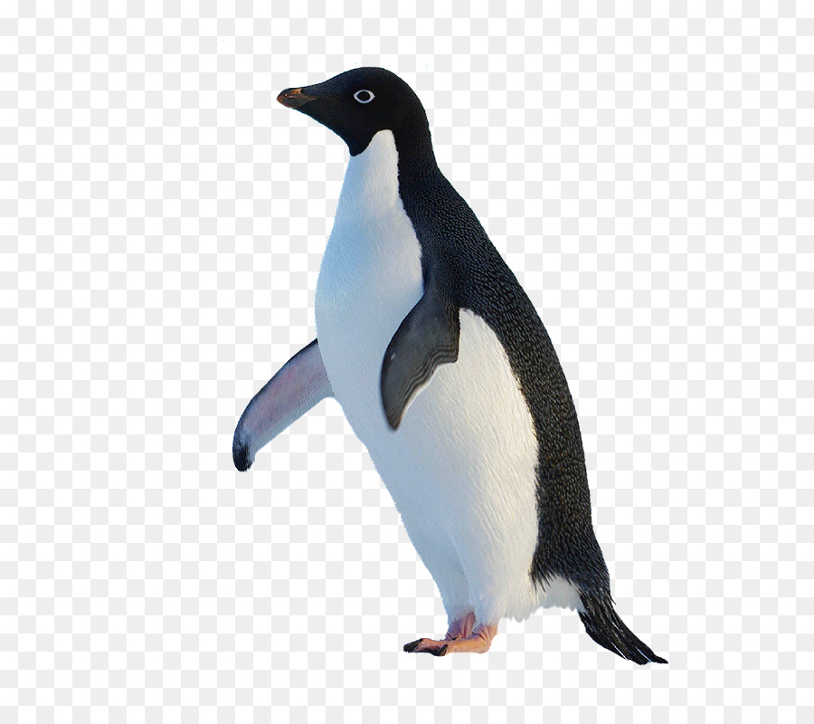 البطريق，King Penguin PNG
