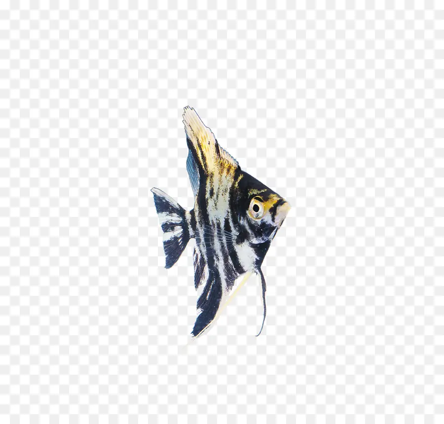 الأسماك，أسماك الزينة PNG