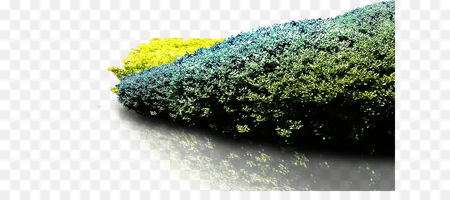 الأخضر，العشب PNG