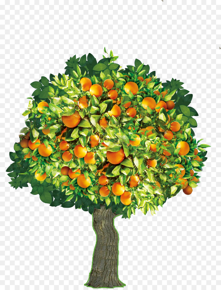 شجرة البرتقال برتقال صورة بابوا نيو غينيا