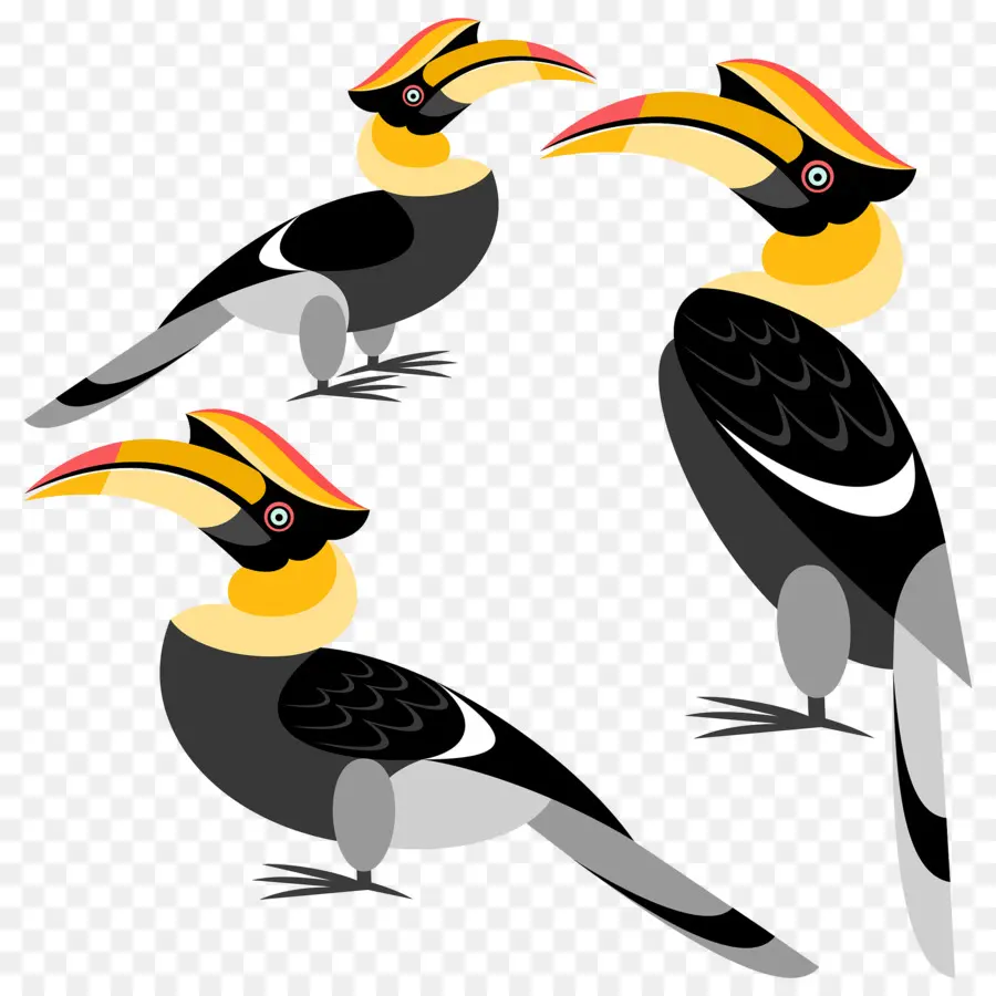 الطيور，و Hornbill PNG