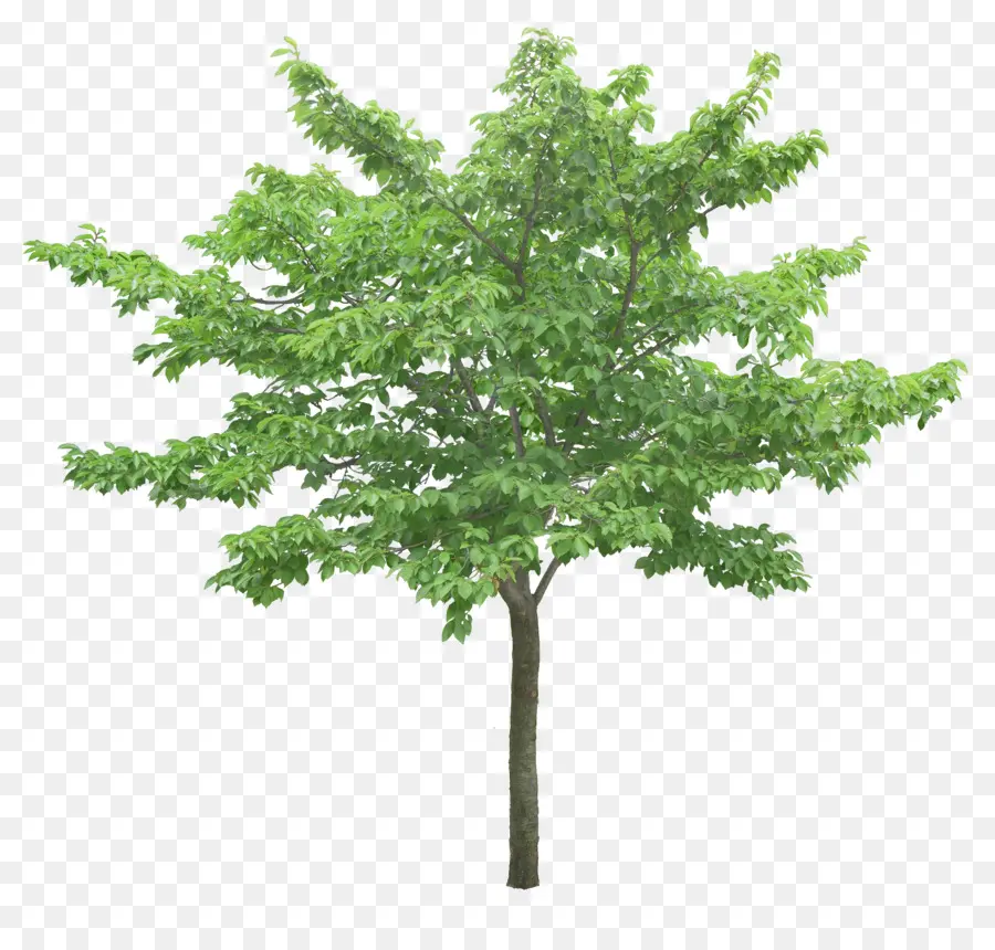 شجرة，الجنكة بيلوبا PNG