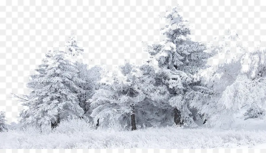 الثلوج，شجرة PNG