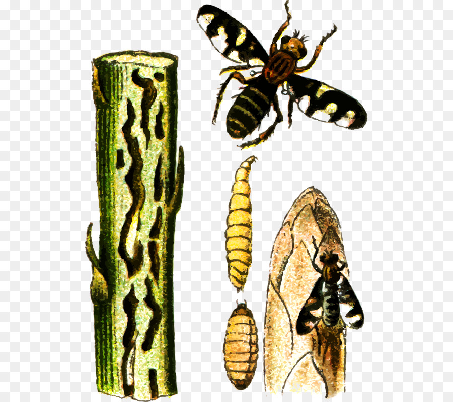 الحشرات，Plioreocepta PNG