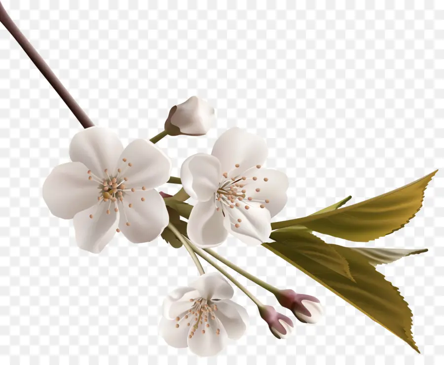 الأبيض，زهرة PNG