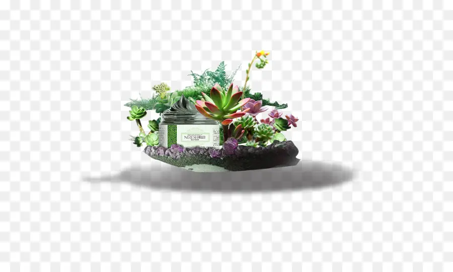 ل Houseplant，زهور PNG