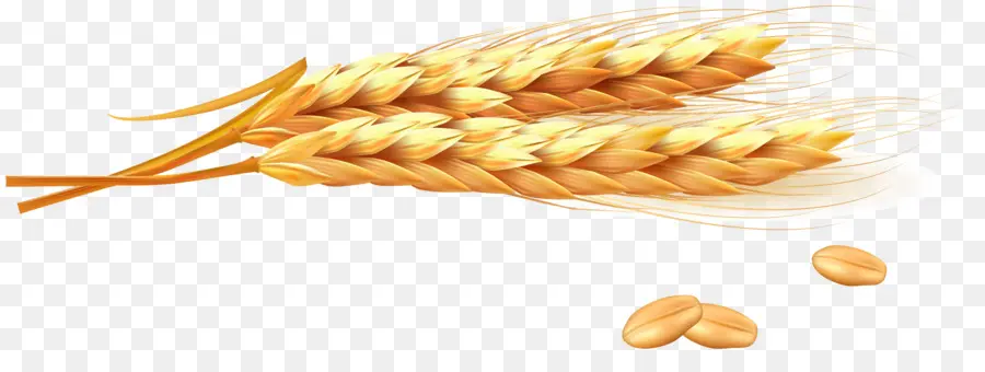القمح，الأذن PNG
