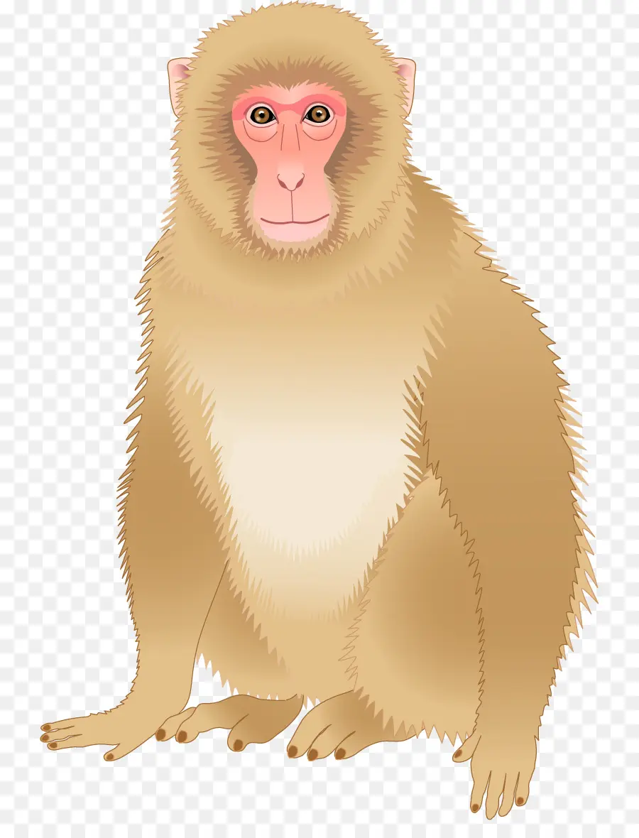 القرد，تحميل PNG