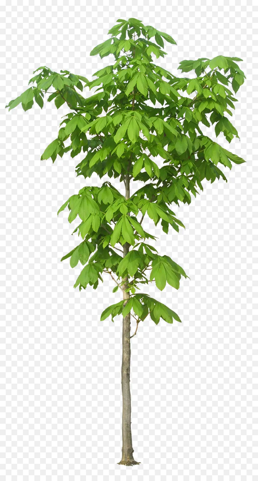 الكابوك شجرة，شجرة PNG