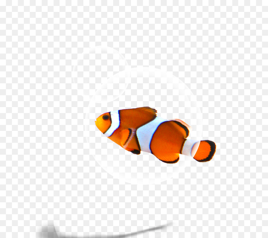 الأسماك，تحميل PNG