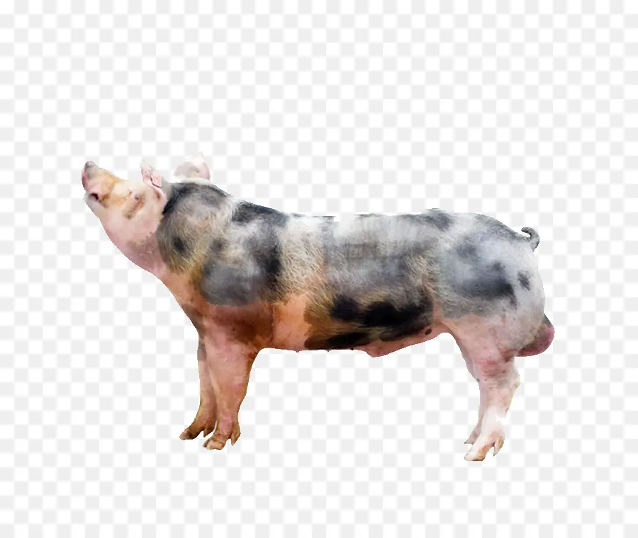 Pixe9train，Duroc خنزير PNG