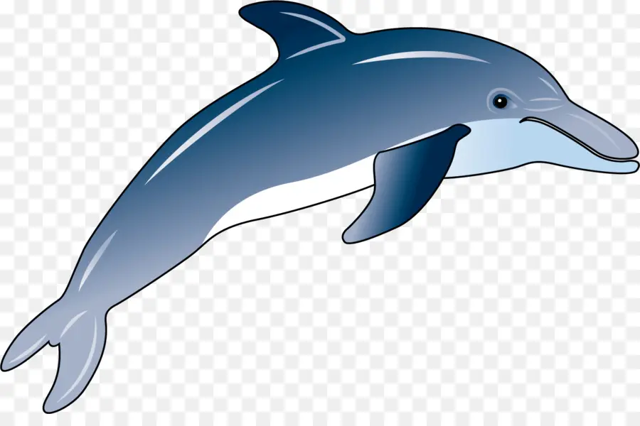 Shortbeaked الدلفين الشائع，Wholphin PNG