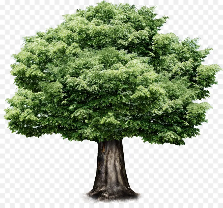 شجرة，جدول PNG