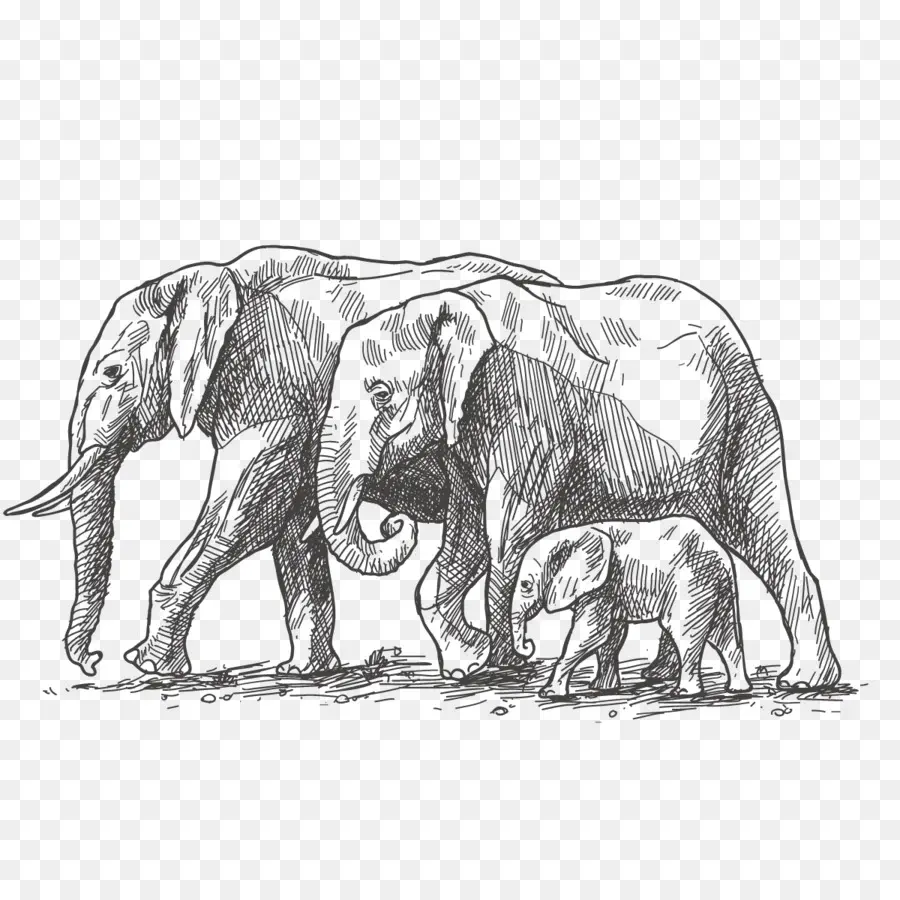 الفيل الأفريقي，الفيل PNG