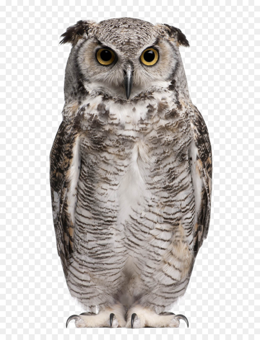 eagleowl