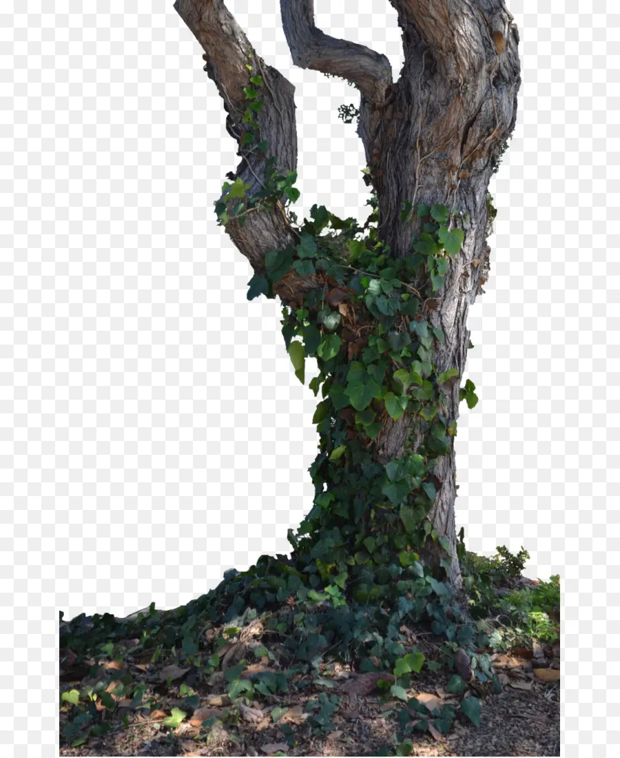 الجذع，تعلم حول الأشجار PNG