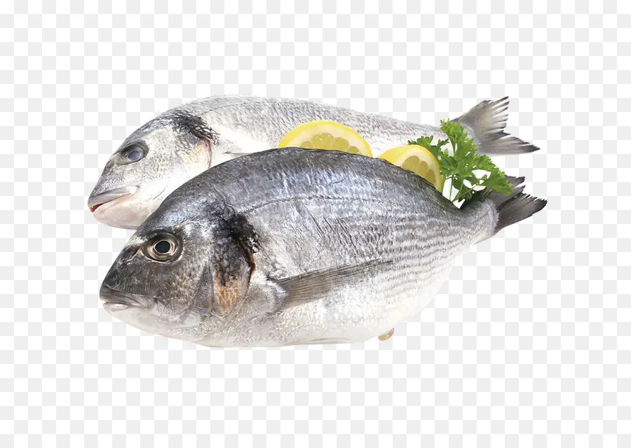 سمكة，نشرة PNG