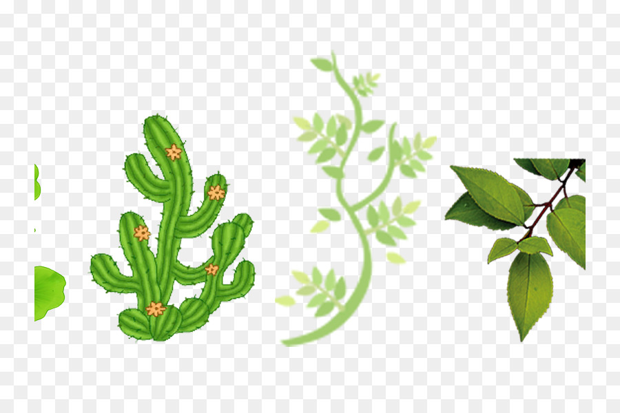 Cactaceae，الشوك العمود الفقري و الأشواك PNG