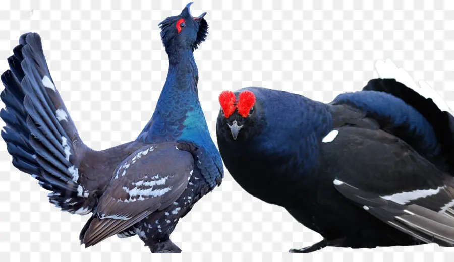 الطيور，احتج الأسود PNG