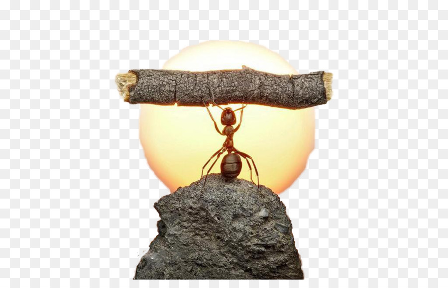 النمل，التصوير الفوتوغرافي PNG