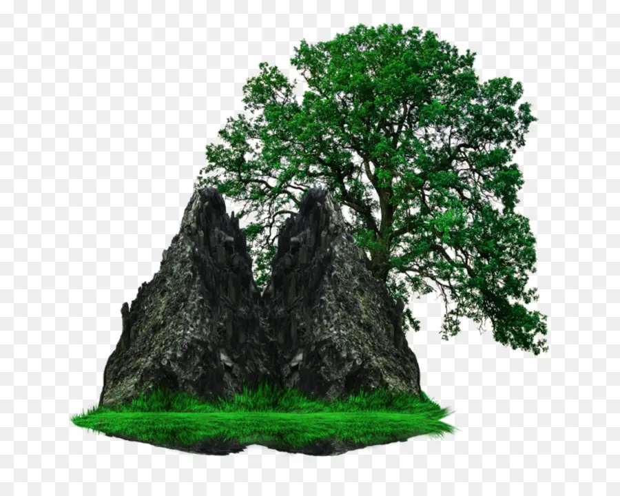 البلوط الأبيض，شجرة PNG